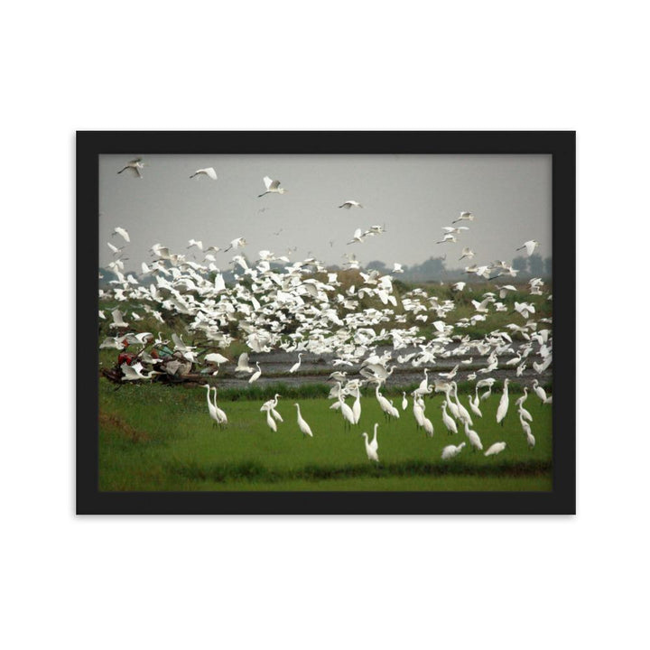 eine Herde Silberreiher - Poster im Rahmen Schwarz / 30×40 cm artlia