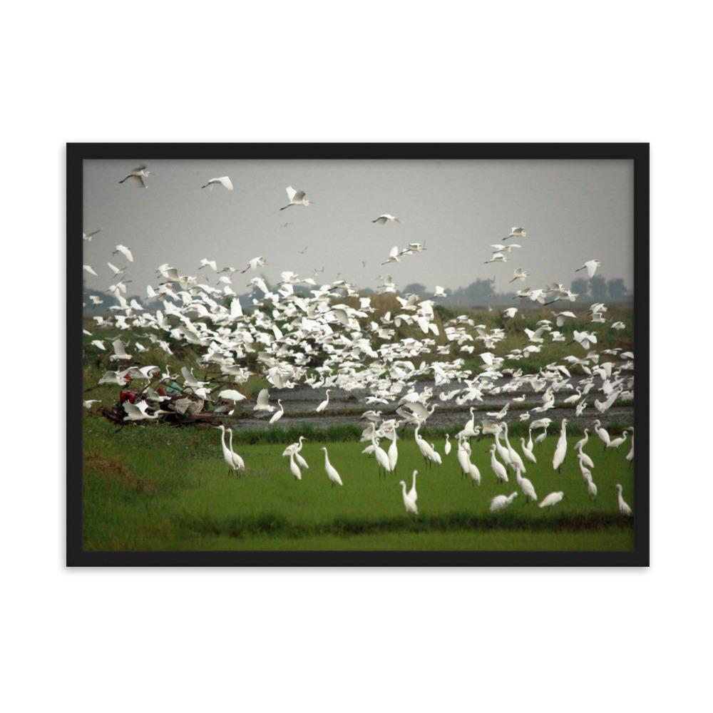 eine Herde Silberreiher - Poster im Rahmen Schwarz / 50×70 cm artlia
