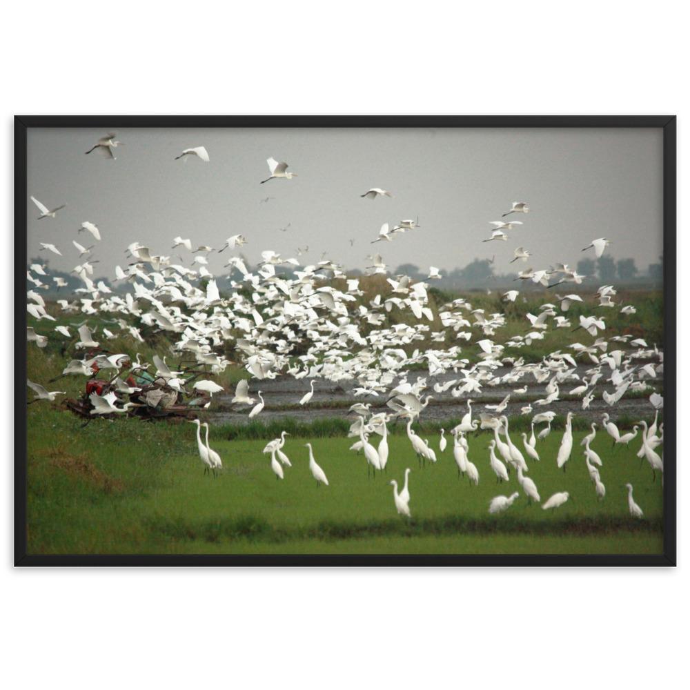 eine Herde Silberreiher - Poster im Rahmen Schwarz / 61×91 cm artlia