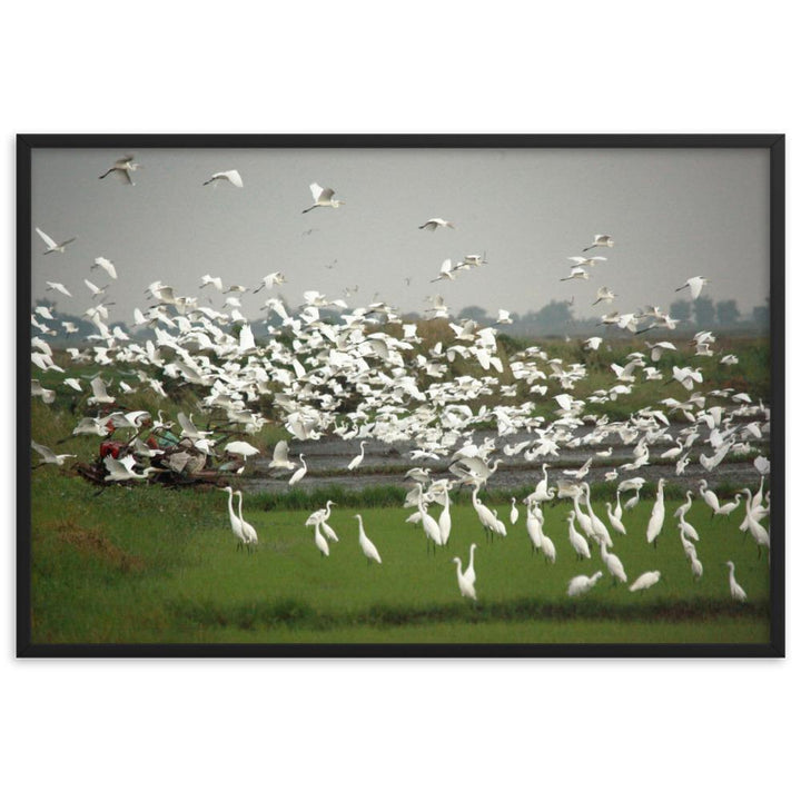 eine Herde Silberreiher - Poster im Rahmen Schwarz / 61×91 cm artlia