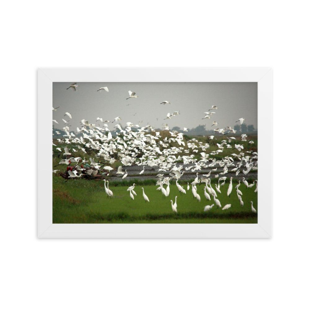 eine Herde Silberreiher - Poster im Rahmen Weiß / 21×30 cm artlia
