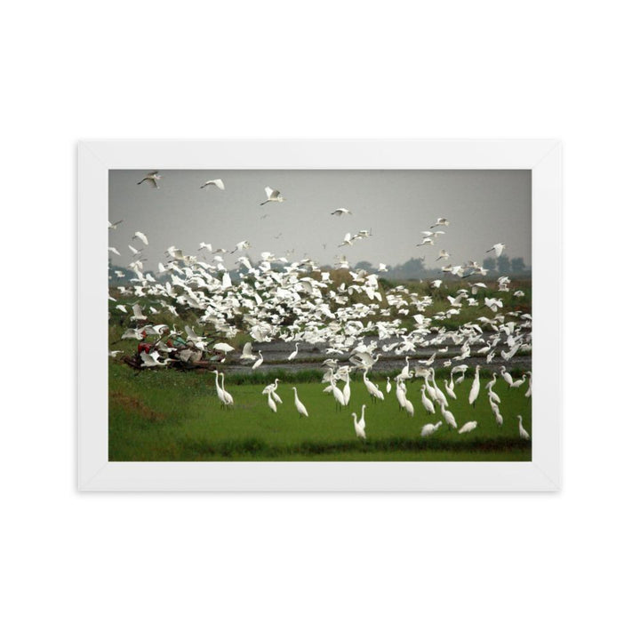 eine Herde Silberreiher - Poster im Rahmen Weiß / 21×30 cm artlia