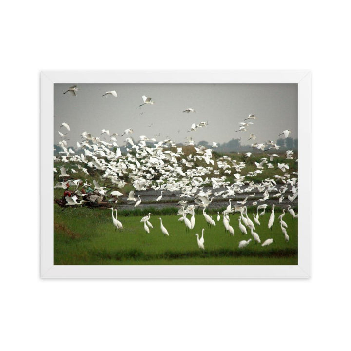 eine Herde Silberreiher - Poster im Rahmen Weiß / 30×40 cm artlia