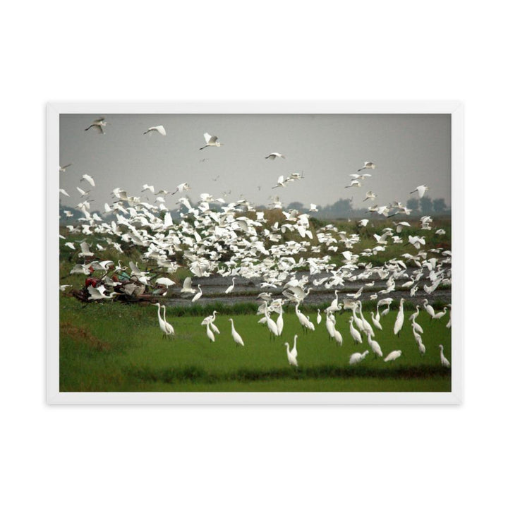 eine Herde Silberreiher - Poster im Rahmen Weiß / 50×70 cm artlia