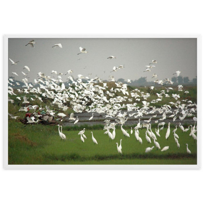 eine Herde Silberreiher - Poster im Rahmen Weiß / 61×91 cm artlia