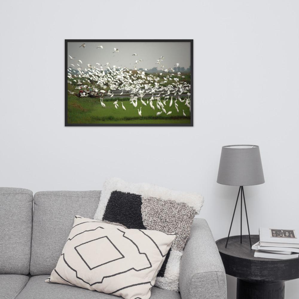 eine Herde Silberreiher - Poster im Rahmen artlia
