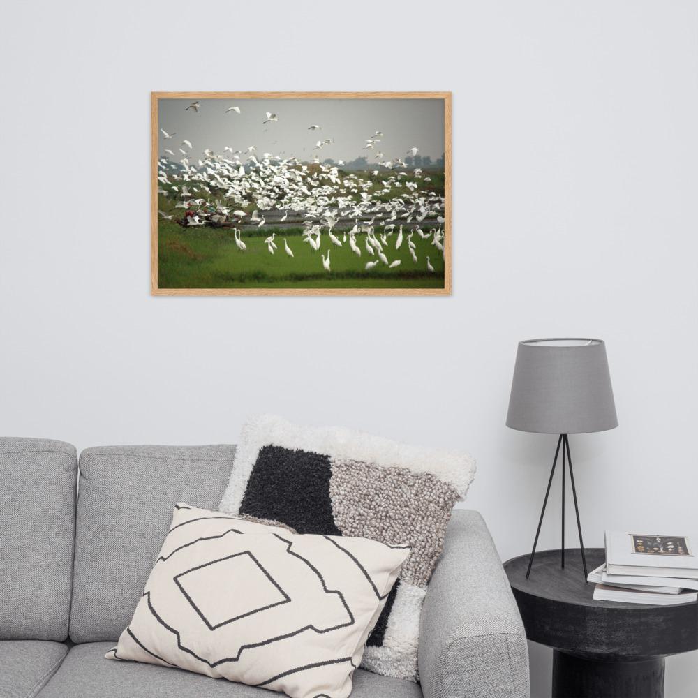 eine Herde Silberreiher - Poster im Rahmen artlia