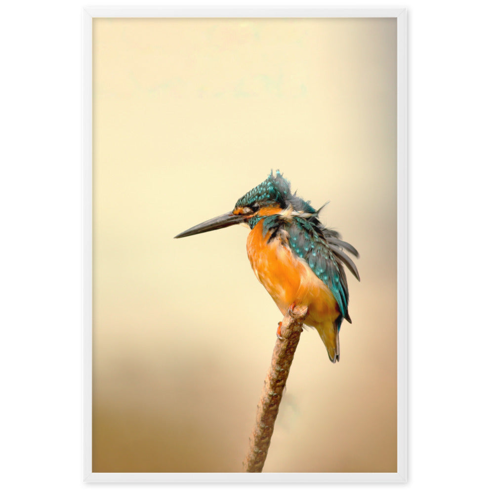 Eisvogel - Poster artlia