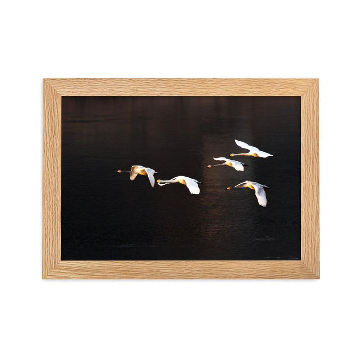 Fliegende Schwäne - Poster im Rahmen Oak / 21×30 cm artlia