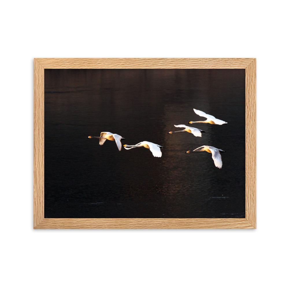 Fliegende Schwäne - Poster im Rahmen Oak / 30×40 cm artlia