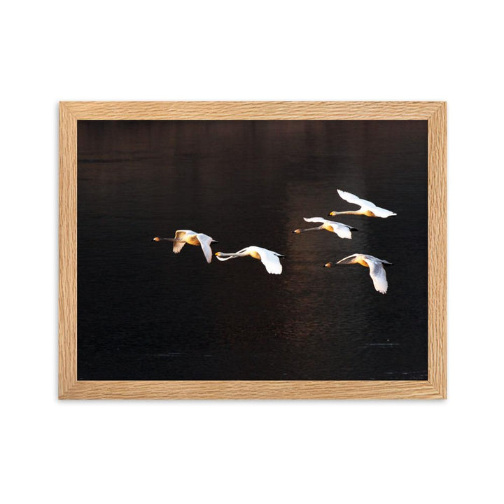 Fliegende Schwäne - Poster im Rahmen Oak / 30×40 cm artlia