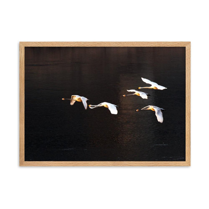 Fliegende Schwäne - Poster im Rahmen Oak / 50×70 cm artlia