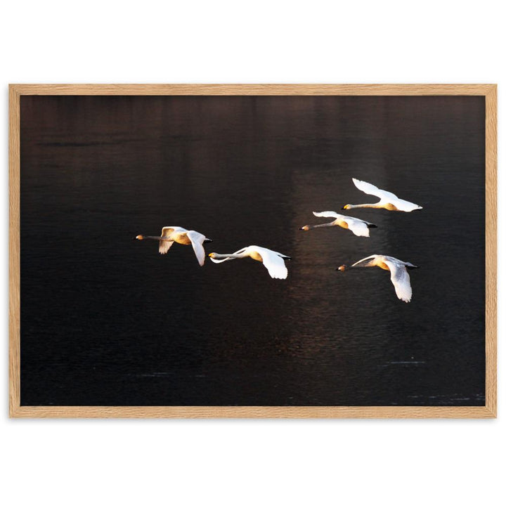 Fliegende Schwäne - Poster im Rahmen Oak / 61×91 cm artlia
