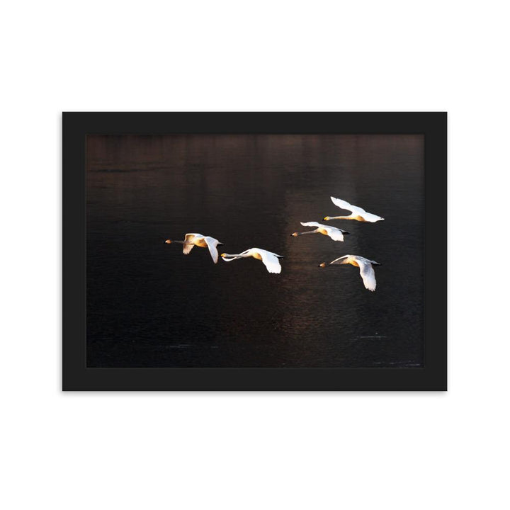 Fliegende Schwäne - Poster im Rahmen Schwarz / 21×30 cm artlia