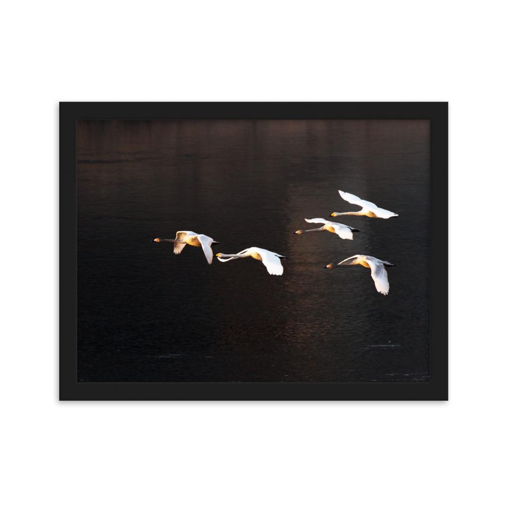 Fliegende Schwäne - Poster im Rahmen Schwarz / 30×40 cm artlia