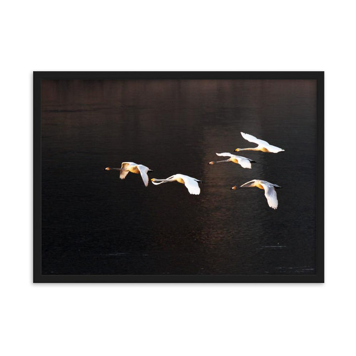 Fliegende Schwäne - Poster im Rahmen Schwarz / 50×70 cm artlia