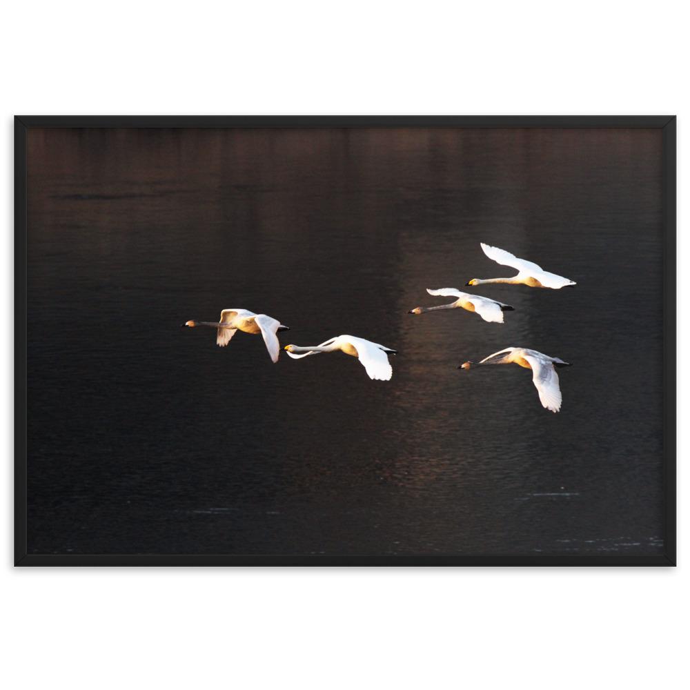 Fliegende Schwäne - Poster im Rahmen Schwarz / 61×91 cm artlia