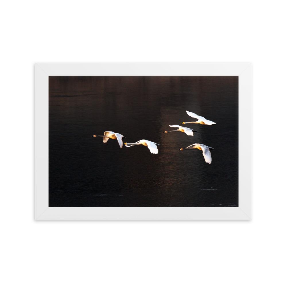 Fliegende Schwäne - Poster im Rahmen Weiß / 21×30 cm artlia