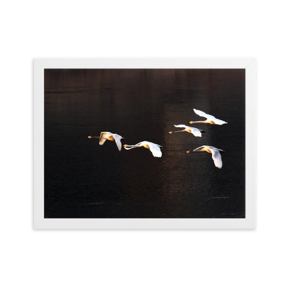 Fliegende Schwäne - Poster im Rahmen Weiß / 30×40 cm artlia
