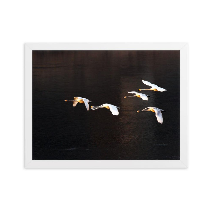 Fliegende Schwäne - Poster im Rahmen Weiß / 30×40 cm artlia