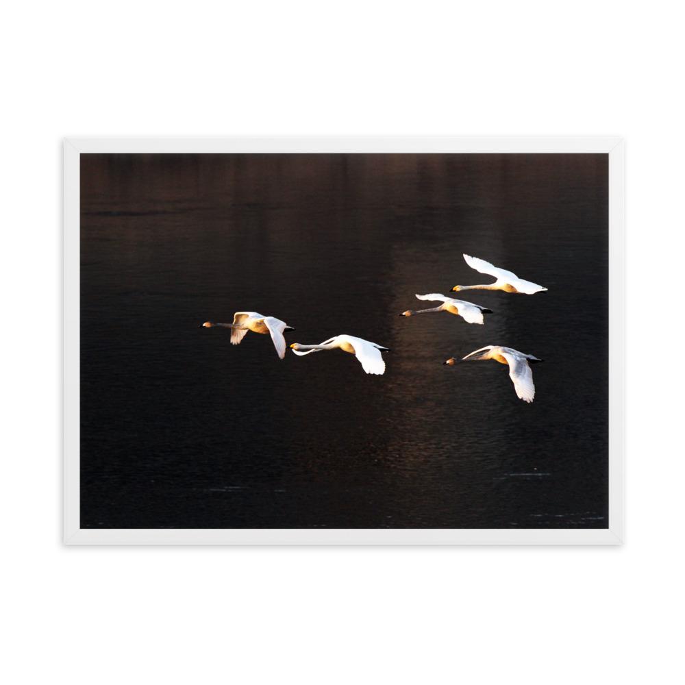 Fliegende Schwäne - Poster im Rahmen Weiß / 50×70 cm artlia