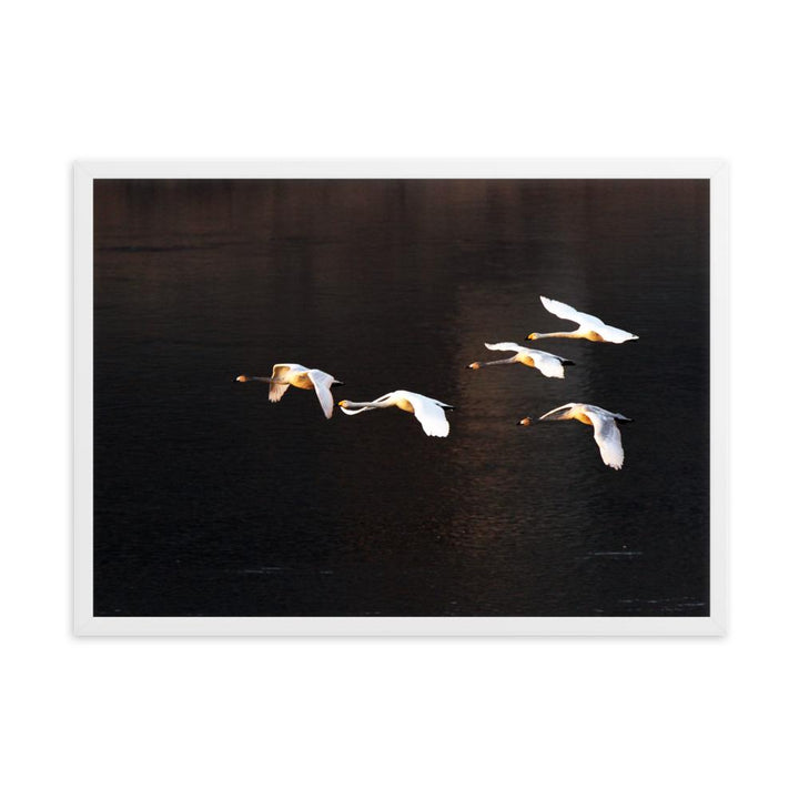 Fliegende Schwäne - Poster im Rahmen Weiß / 50×70 cm artlia