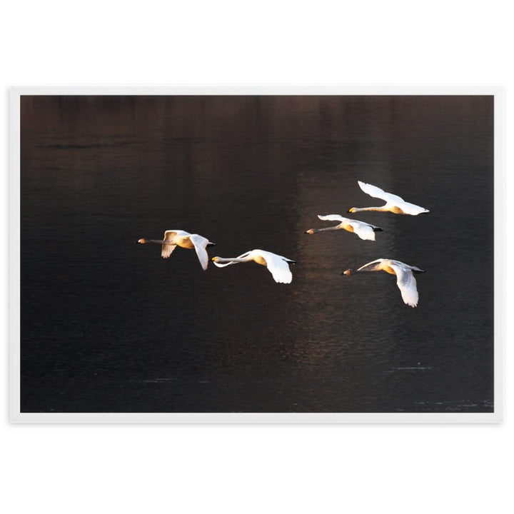 Fliegende Schwäne - Poster im Rahmen Weiß / 61×91 cm artlia