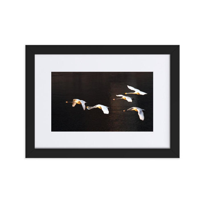 Fliegende Schwäne - Poster im Rahmen mit Passepartout Schwarz / 21×30 cm artlia