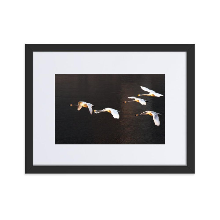 Fliegende Schwäne - Poster im Rahmen mit Passepartout Schwarz / 30×40 cm artlia
