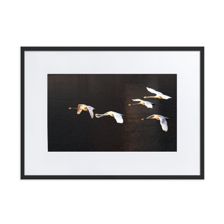 Fliegende Schwäne - Poster im Rahmen mit Passepartout Schwarz / 50×70 cm artlia