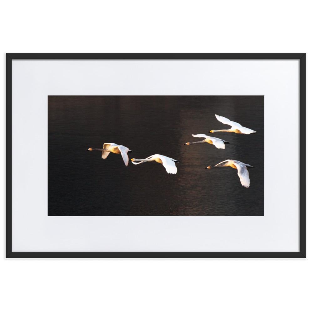 Fliegende Schwäne - Poster im Rahmen mit Passepartout Schwarz / 61×91 cm artlia