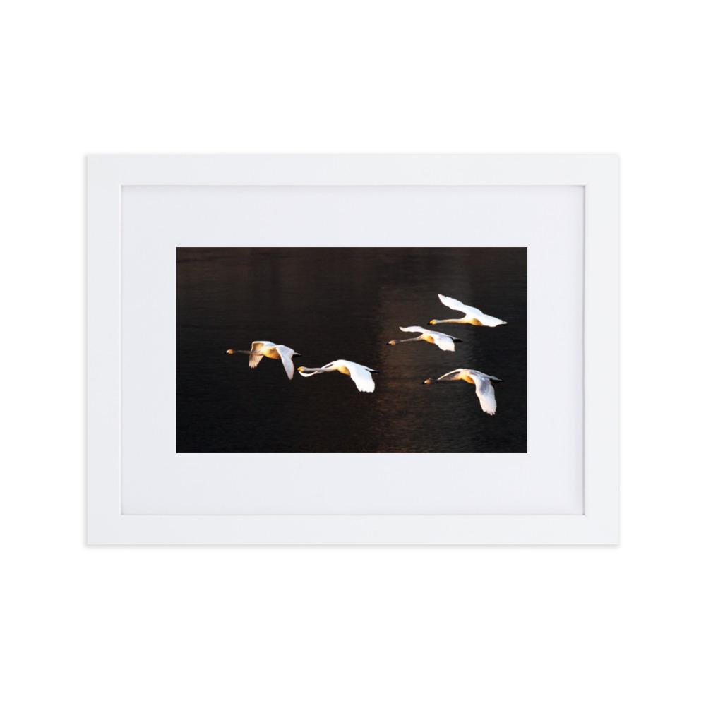 Fliegende Schwäne - Poster im Rahmen mit Passepartout Weiß / 21×30 cm artlia