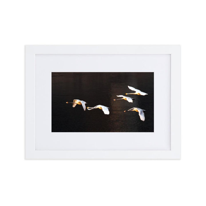 Fliegende Schwäne - Poster im Rahmen mit Passepartout Weiß / 21×30 cm artlia