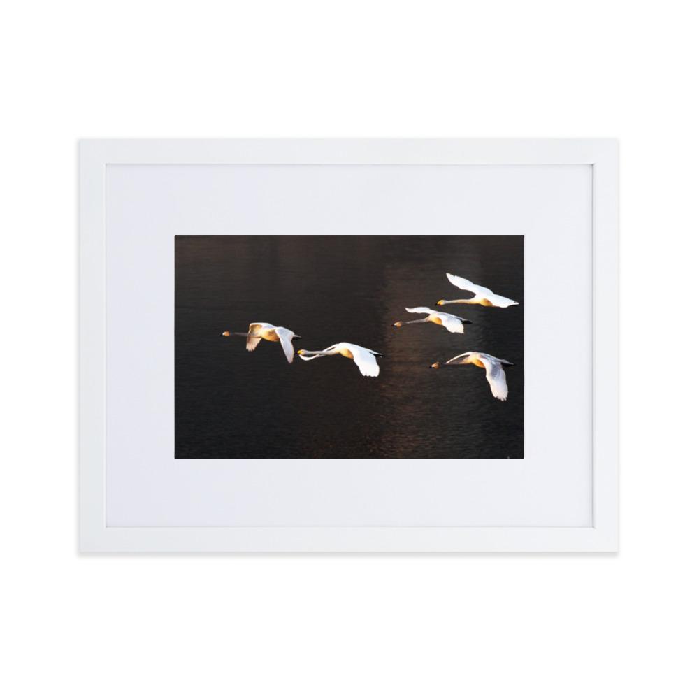 Fliegende Schwäne - Poster im Rahmen mit Passepartout Weiß / 30×40 cm artlia