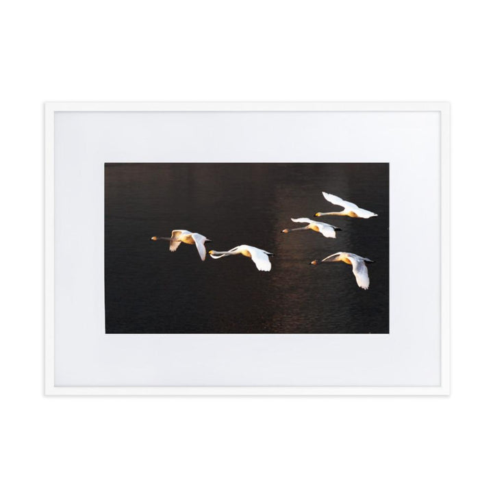 Fliegende Schwäne - Poster im Rahmen mit Passepartout Weiß / 50×70 cm artlia