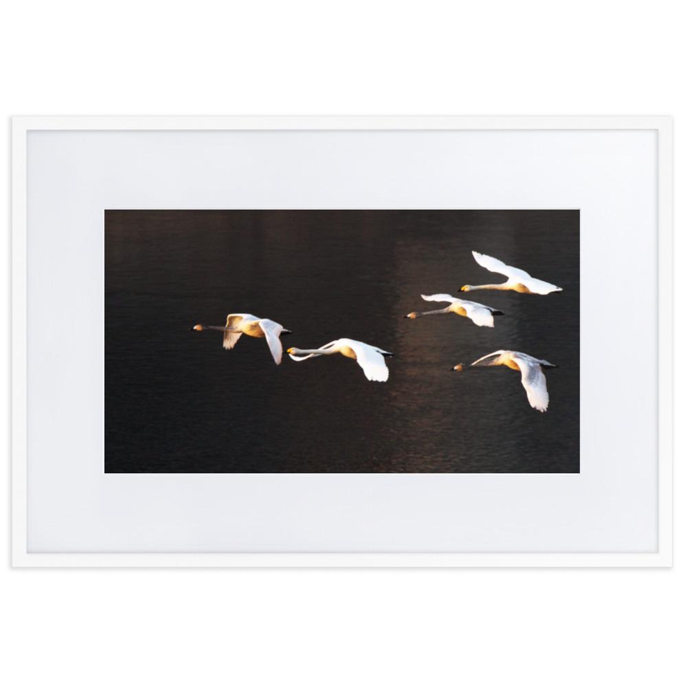 Fliegende Schwäne - Poster im Rahmen mit Passepartout Weiß / 61×91 cm artlia