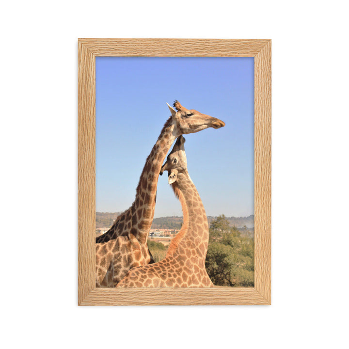 Giraffen - Poster im Rahmen Oak / 21×30 cm artlia