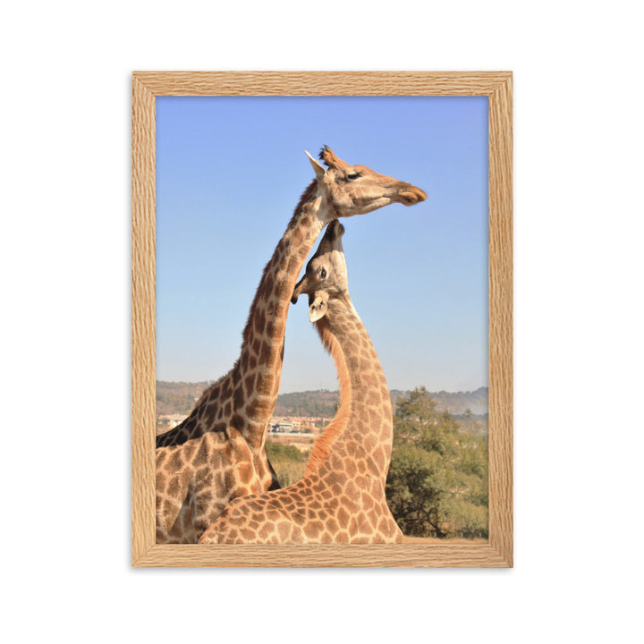 Giraffen - Poster im Rahmen Oak / 30×40 cm artlia