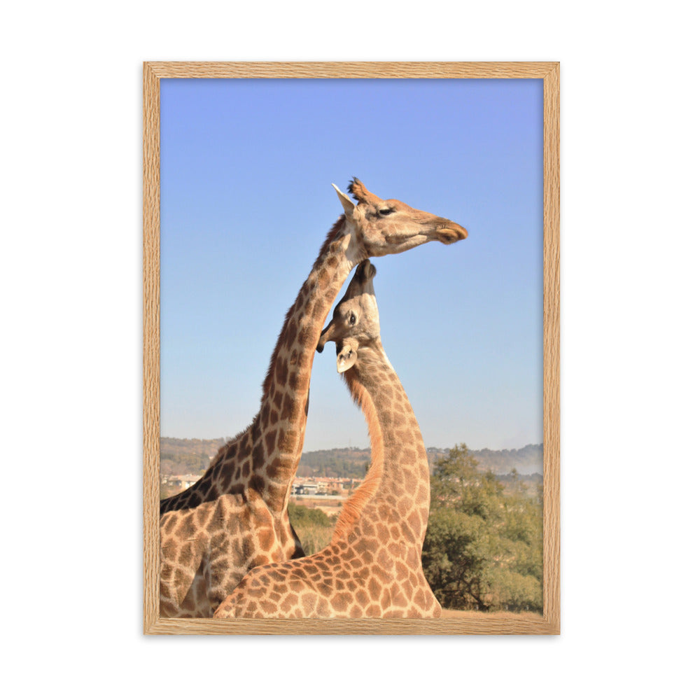 Giraffen - Poster im Rahmen Oak / 50×70 cm artlia