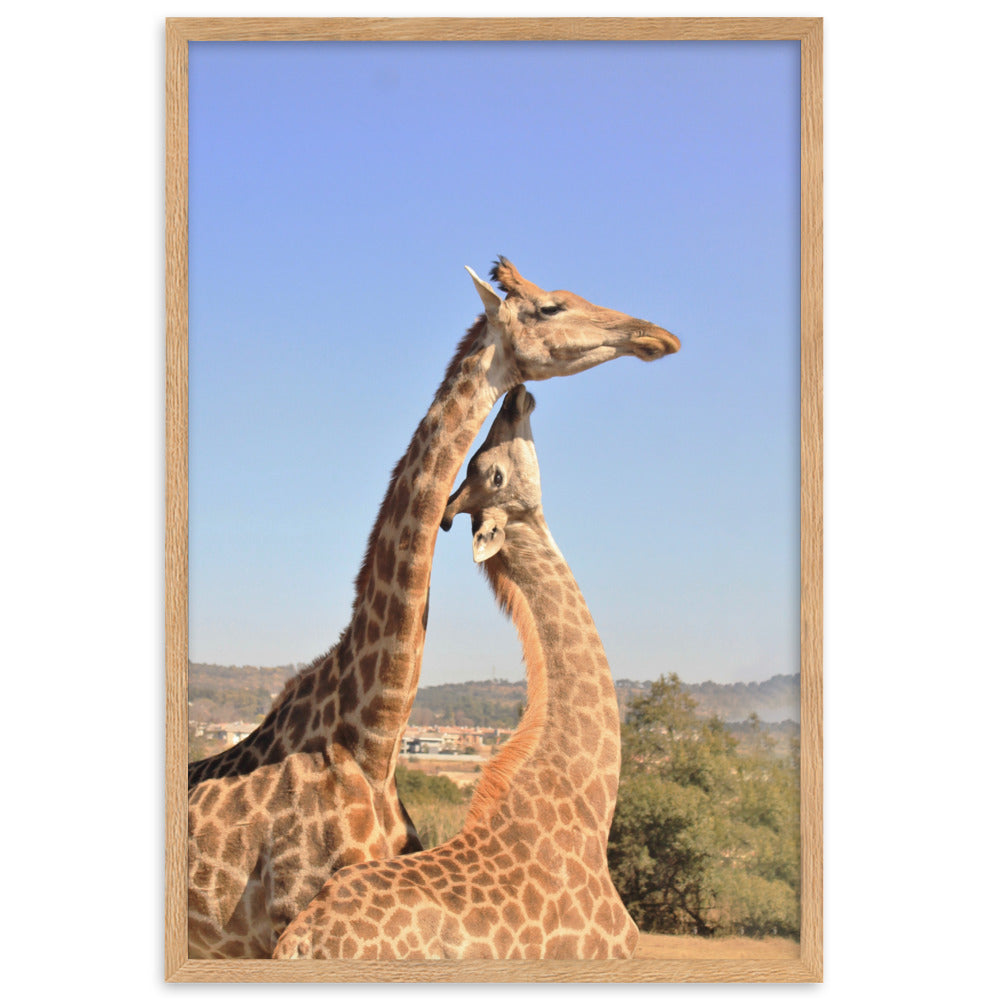 Giraffen - Poster im Rahmen Oak / 61×91 cm artlia