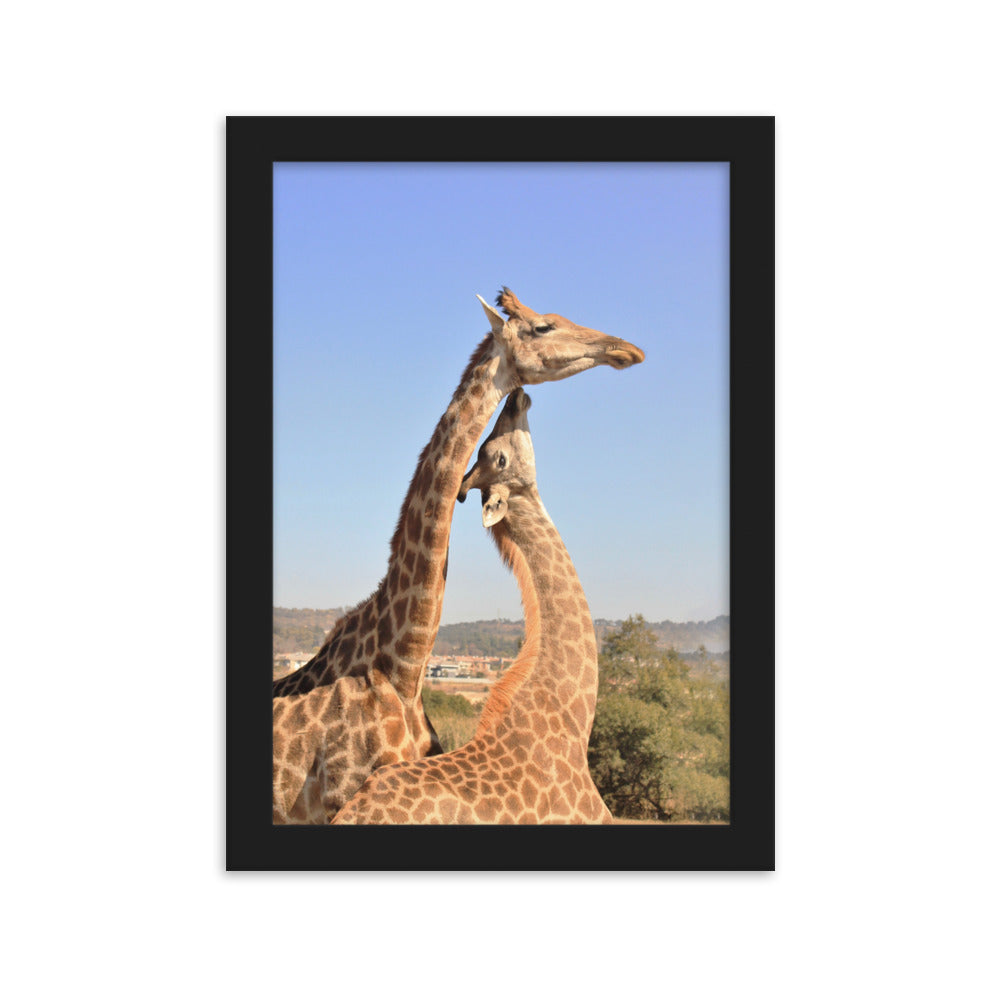 Giraffen - Poster im Rahmen Schwarz / 21×30 cm artlia
