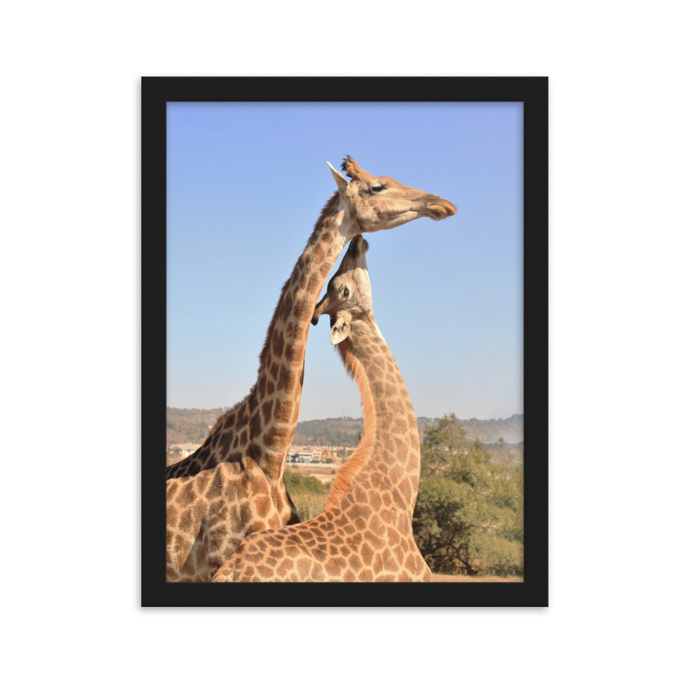 Giraffen - Poster im Rahmen Schwarz / 30×40 cm artlia
