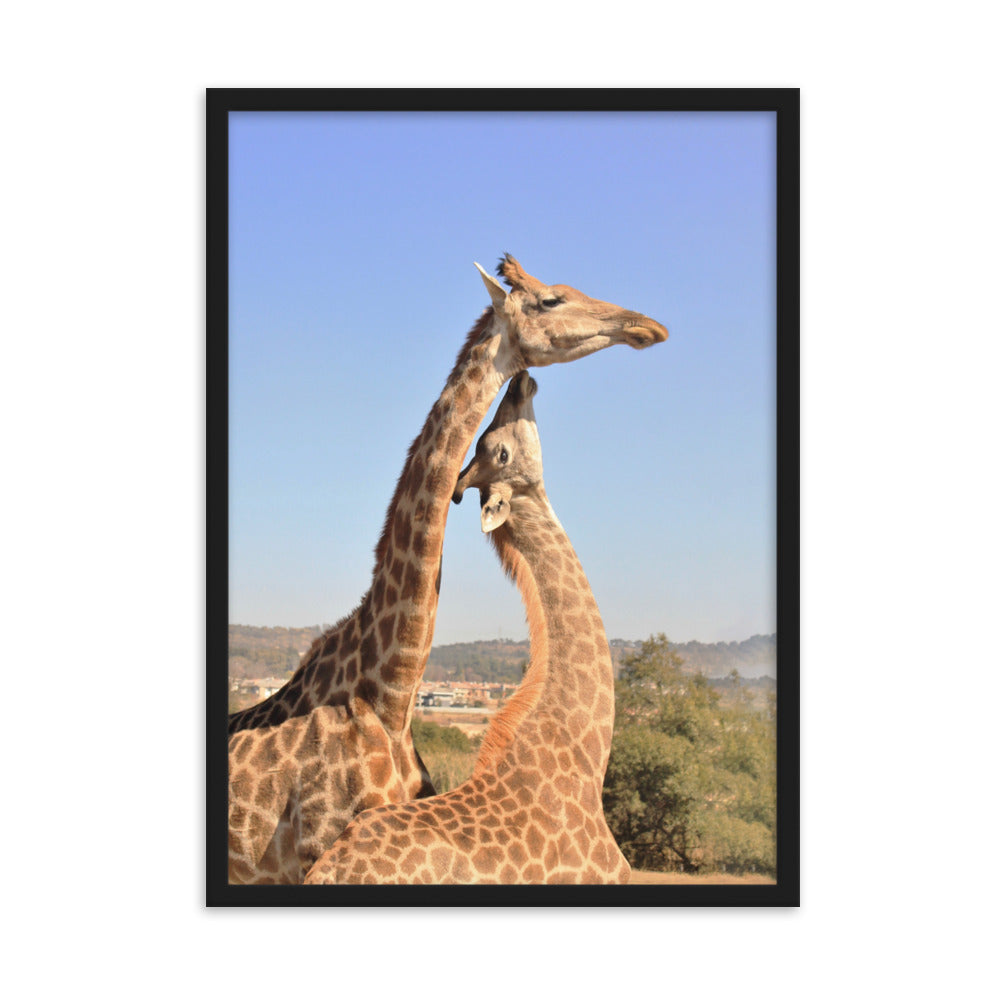 Giraffen - Poster im Rahmen Schwarz / 50×70 cm artlia
