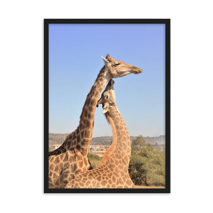Giraffen - Poster im Rahmen Schwarz / 50×70 cm artlia