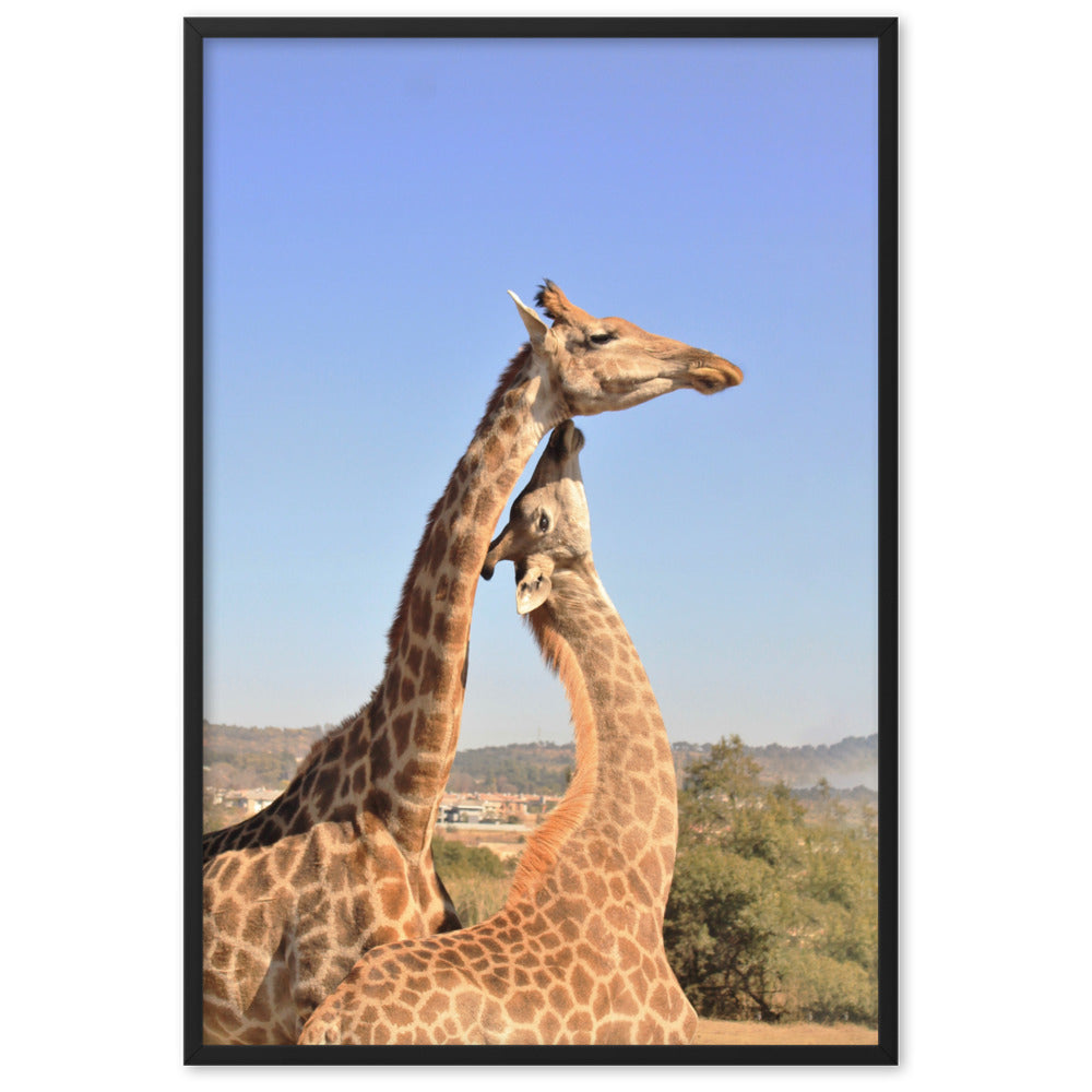 Giraffen - Poster im Rahmen Schwarz / 61×91 cm artlia