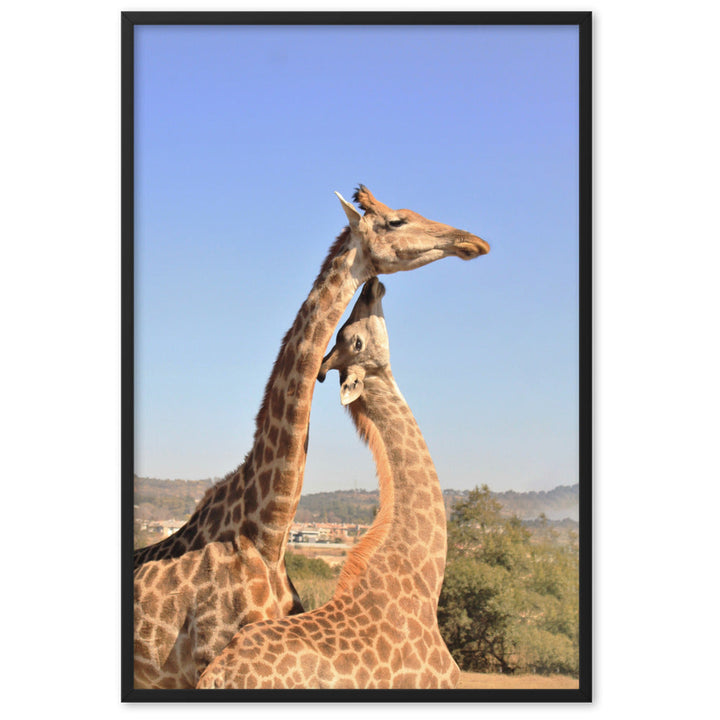 Giraffen - Poster im Rahmen Schwarz / 61×91 cm artlia