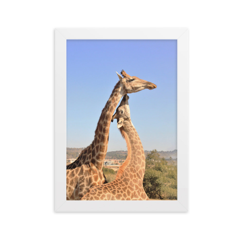 Giraffen - Poster im Rahmen Weiß / 21×30 cm artlia