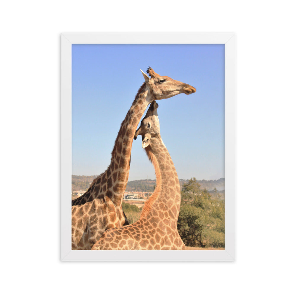 Giraffen - Poster im Rahmen Weiß / 30×40 cm artlia