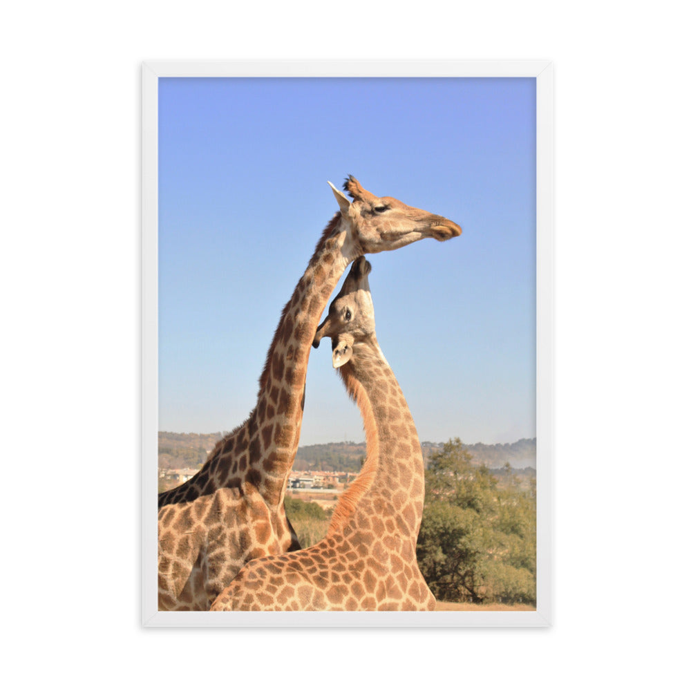 Giraffen - Poster im Rahmen Weiß / 50×70 cm artlia