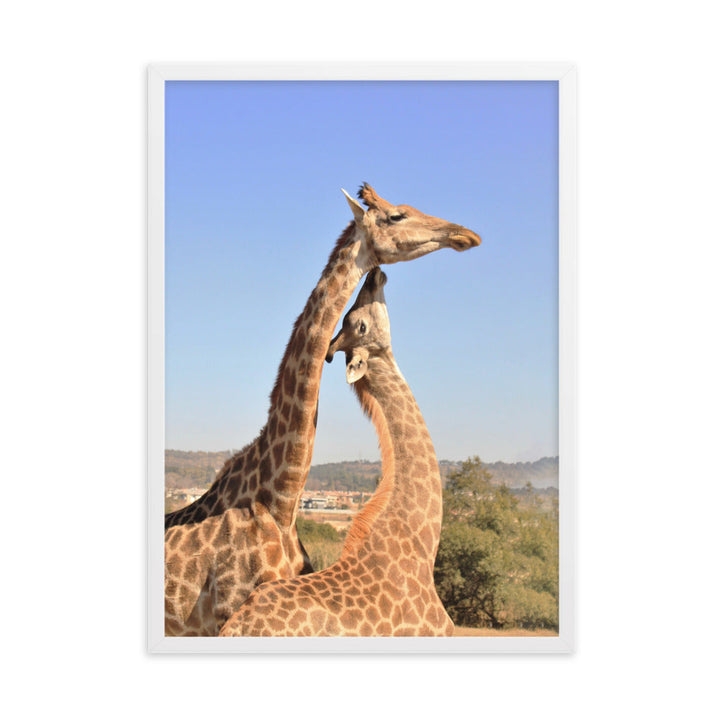Giraffen - Poster im Rahmen Weiß / 50×70 cm artlia